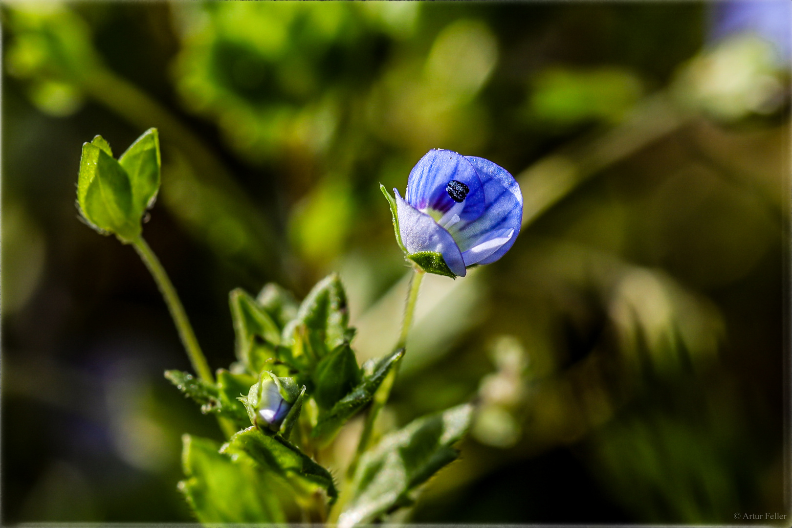 Blue Monday