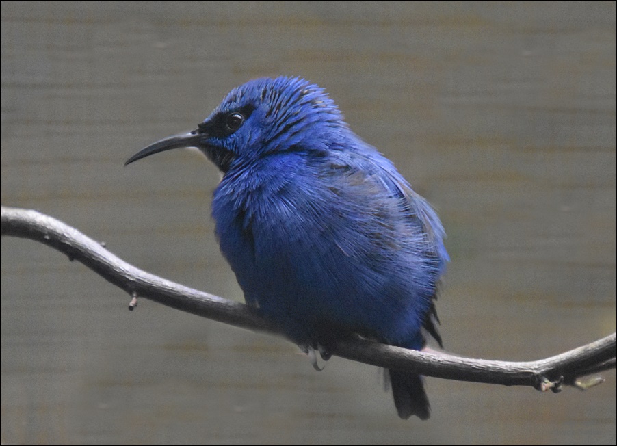 Blue Monday