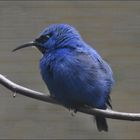 Blue Monday