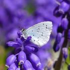 Blue Monday - Bläuling zu Besuch