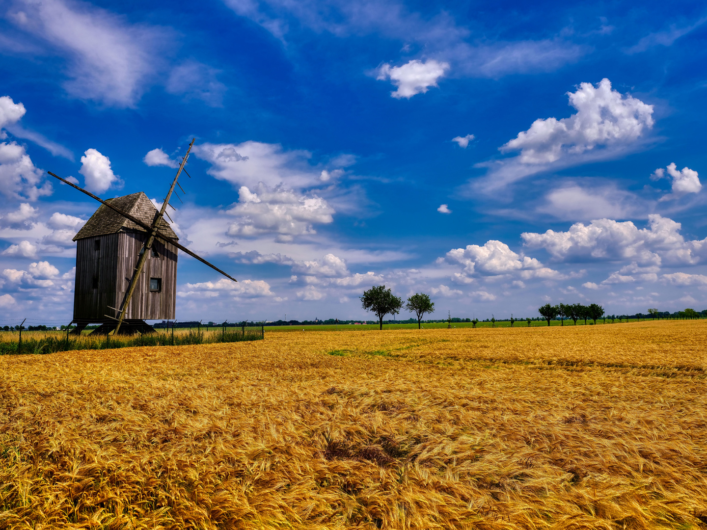 Blue Monday - Blau-goldener Sommer