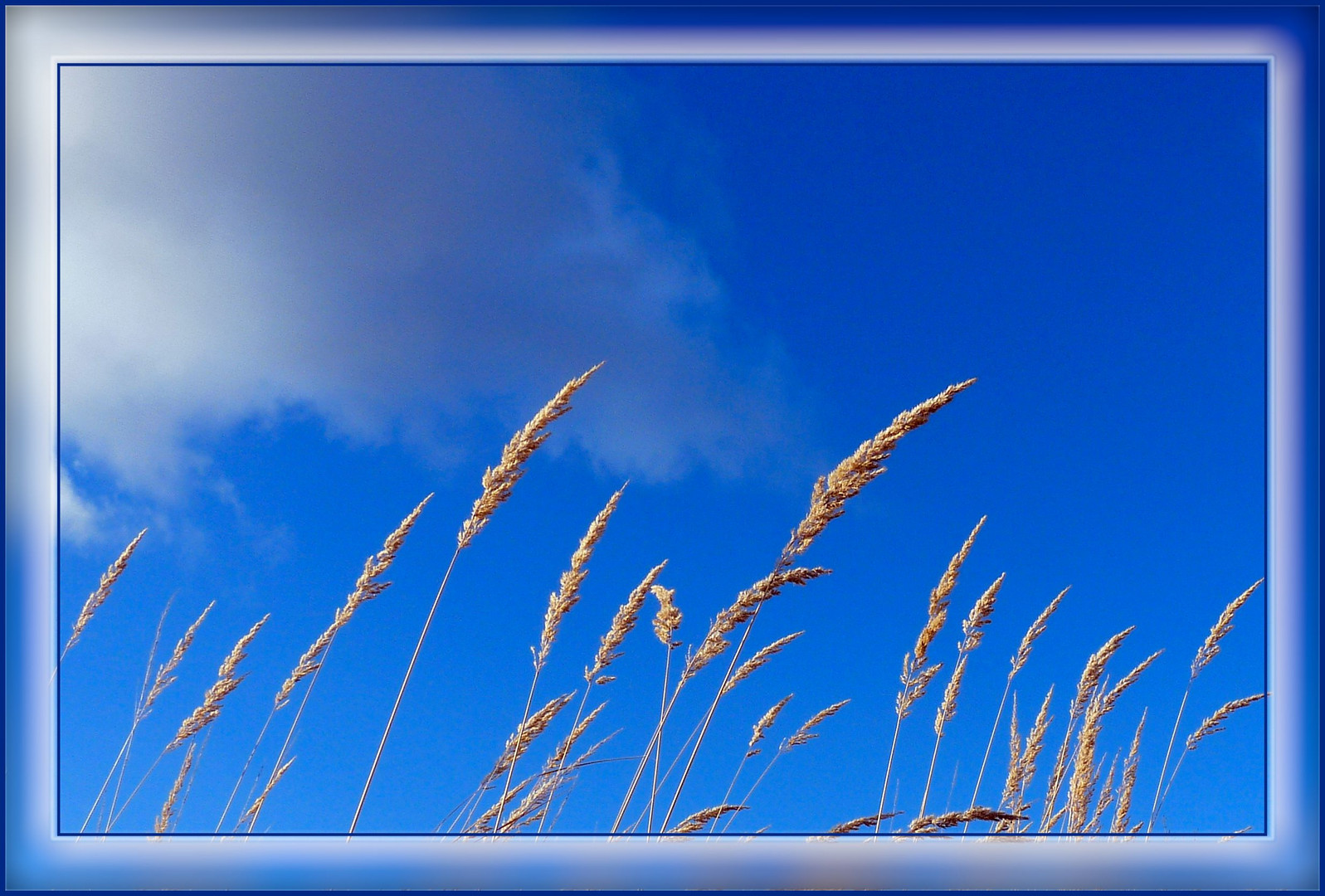 Blue Monday - Blau ist der Himmel, die Gräser ganz zart