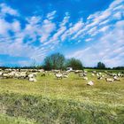 Blue Monday- Blauer Himmel und Schafe