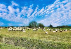 Blue Monday- Blauer Himmel und Schafe