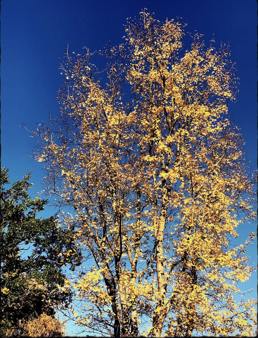 Blue Monday- Blauer Himmel und Sonnenschein