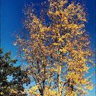 Blue Monday- Blauer Himmel und Sonnenschein