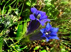 Blue Monday ... blue Enzian