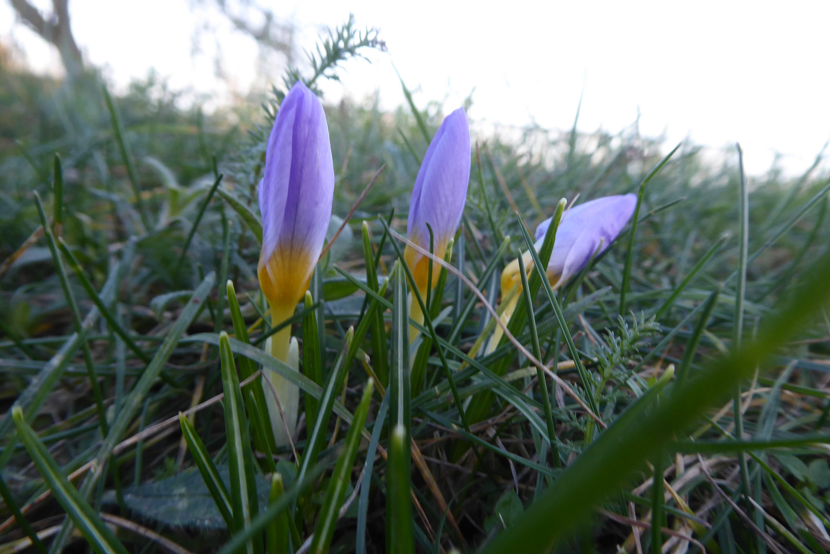 Blue Monday - Blue Krokus