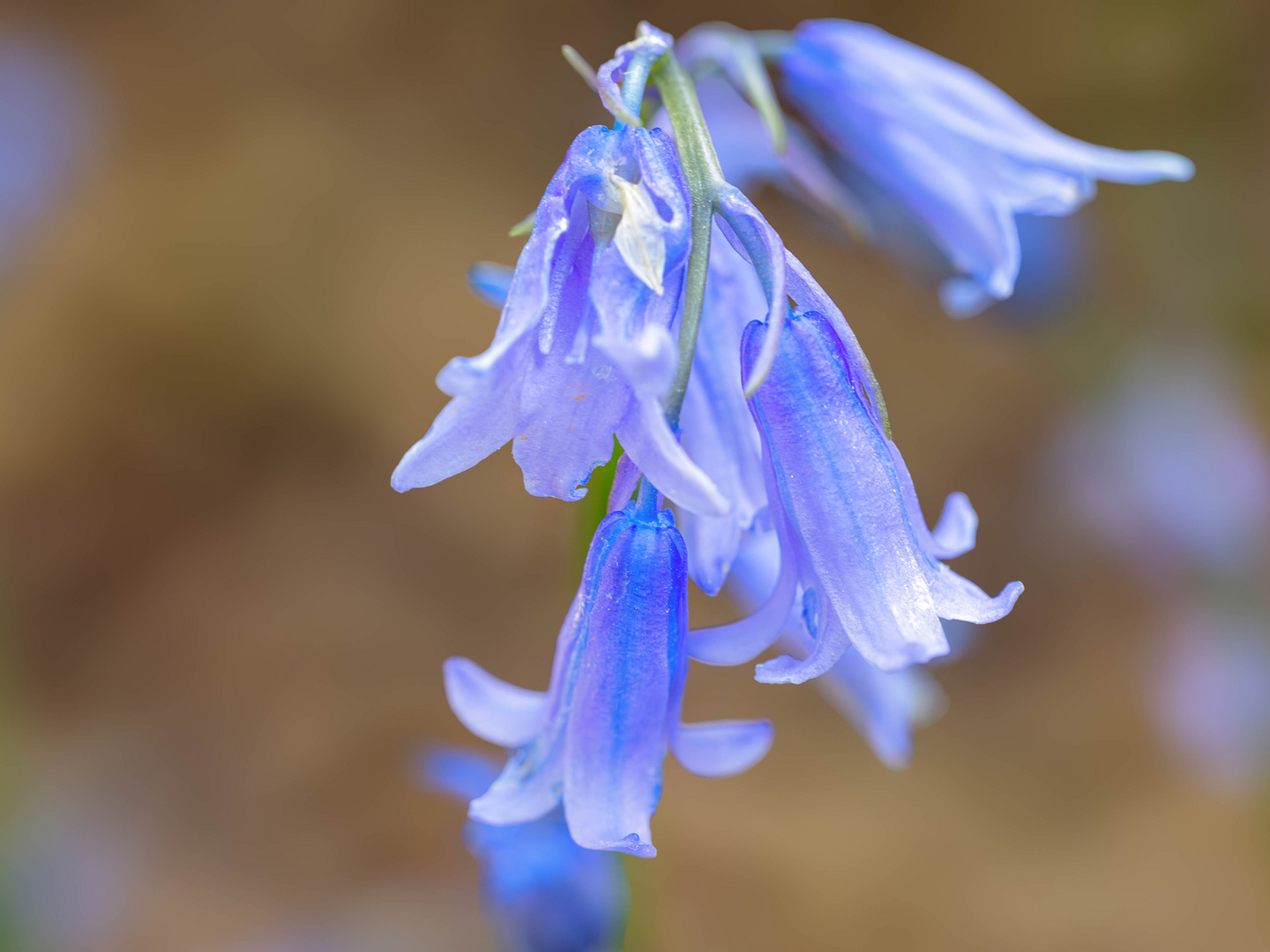 Blue Monday: Bluebells / Hasenglöckchen