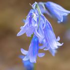 Blue Monday: Bluebells / Hasenglöckchen