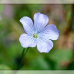 Blue Monday - Blüte