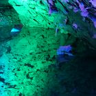 Blue Monday - Das blaue Leuchten in der Barbarossahöhle - Bild 2