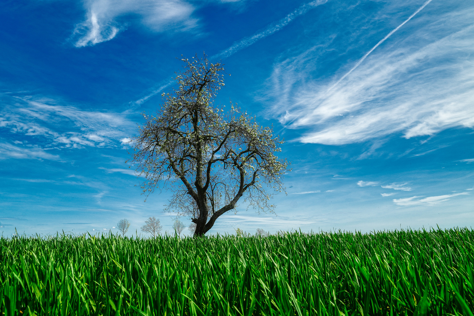 Blue Monday: Die ersten Blüten ...