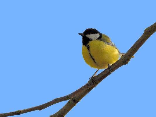 Blue Monday (Double-click)