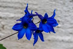 Blue Monday - DSC_9492