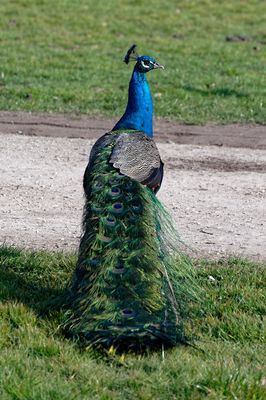 Blue Monday - ein Pfau