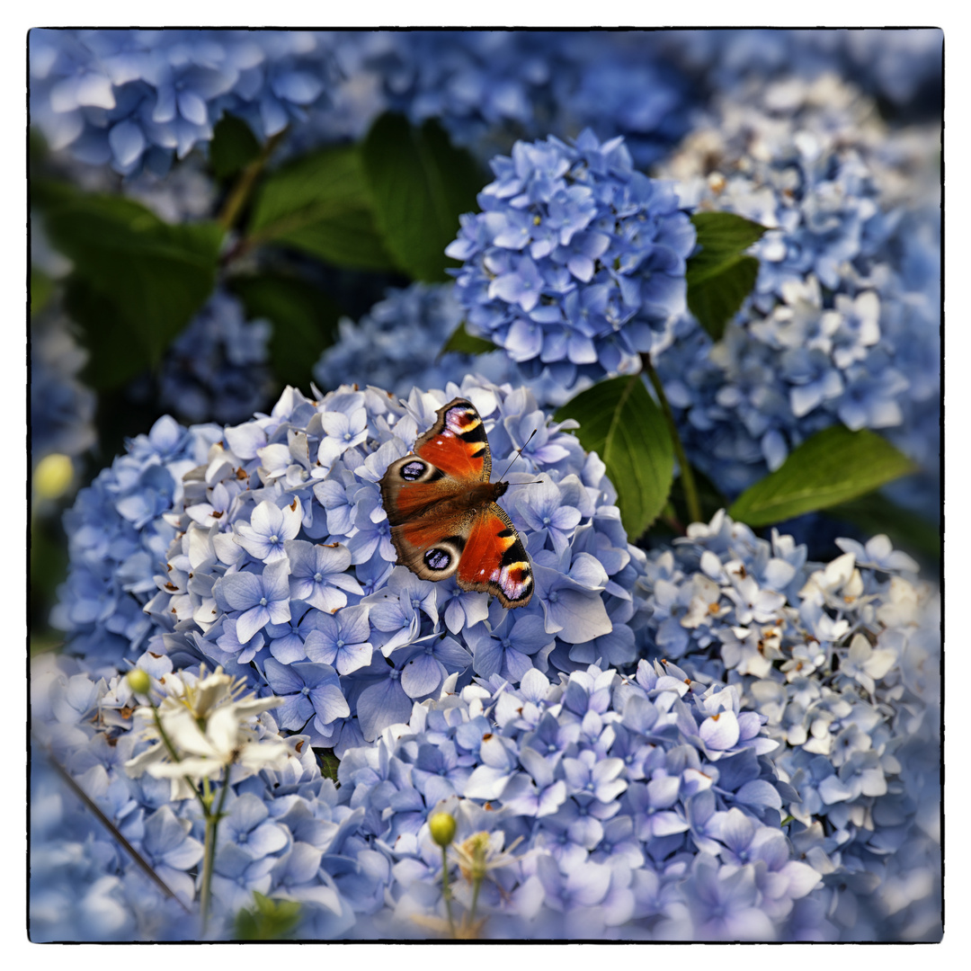 Blue Monday - Falter auf Blüte