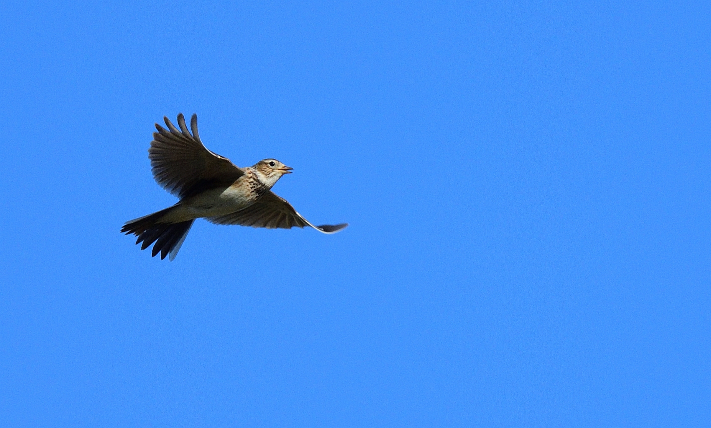 Blue Monday, Feldlerche (Alauda arvensis), Eurasian skylark, Alondra común