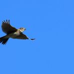 Blue Monday, Feldlerche (Alauda arvensis), Eurasian skylark, Alondra común