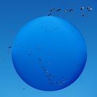Blue Monday - Friesischer Vogelzug
