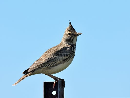 Blue Monday, Haubenlerche, (Galerida cristata), crested lark, Cogujada común