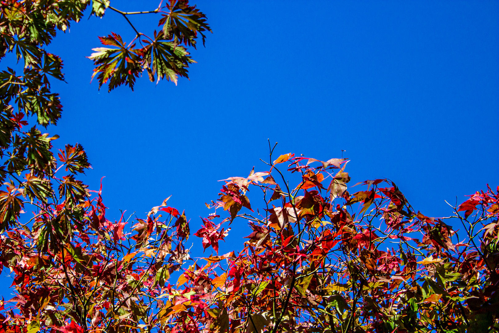 Blue Monday, herbstlich ...