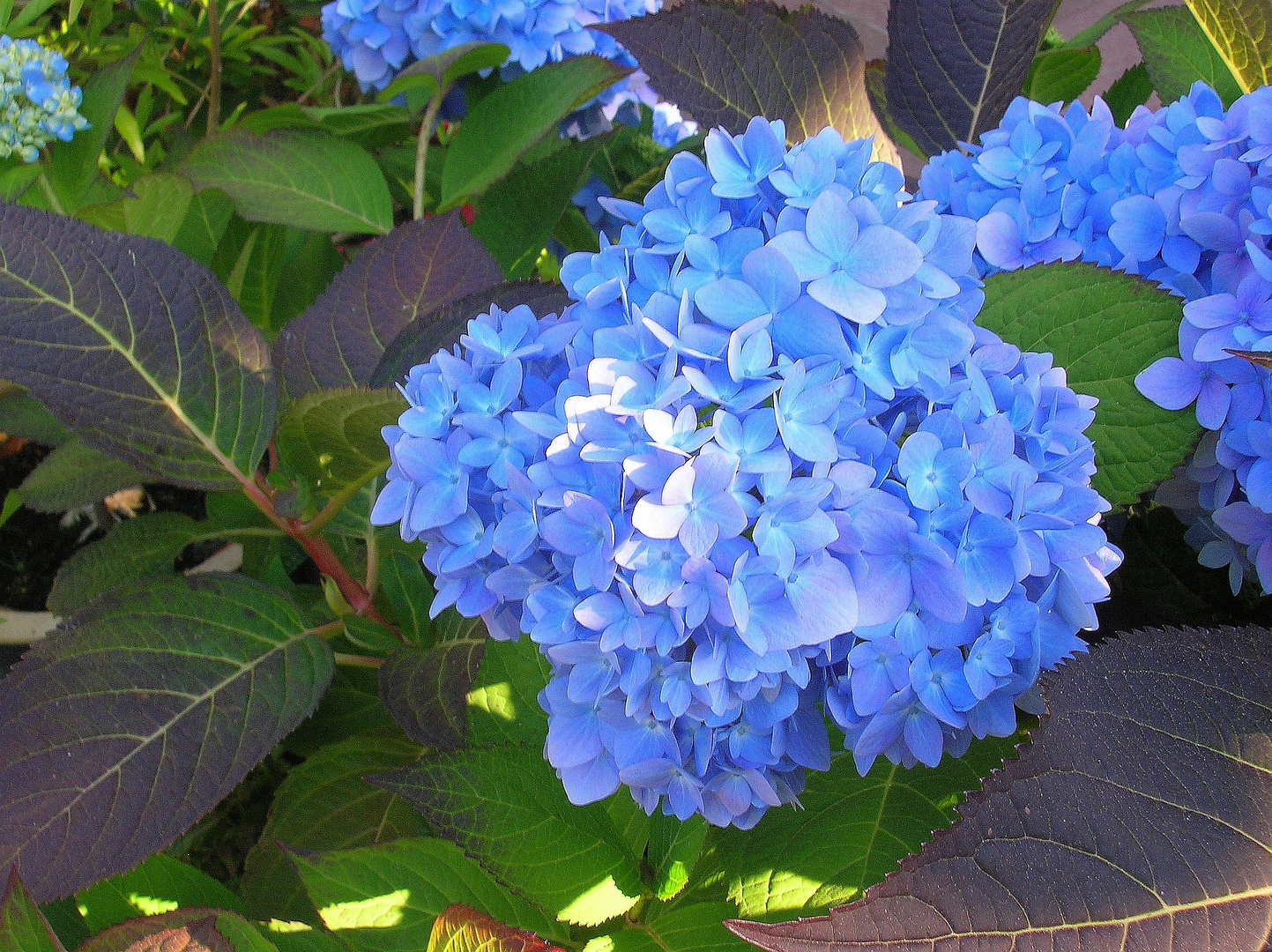 Blue Monday - Hortensienblüte