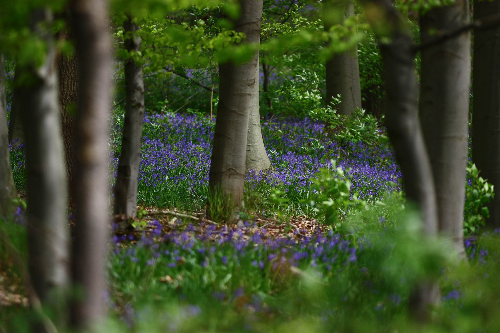 Blue Monday: Im Wald der Hasenglöckchen