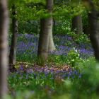 Blue Monday: Im Wald der Hasenglöckchen