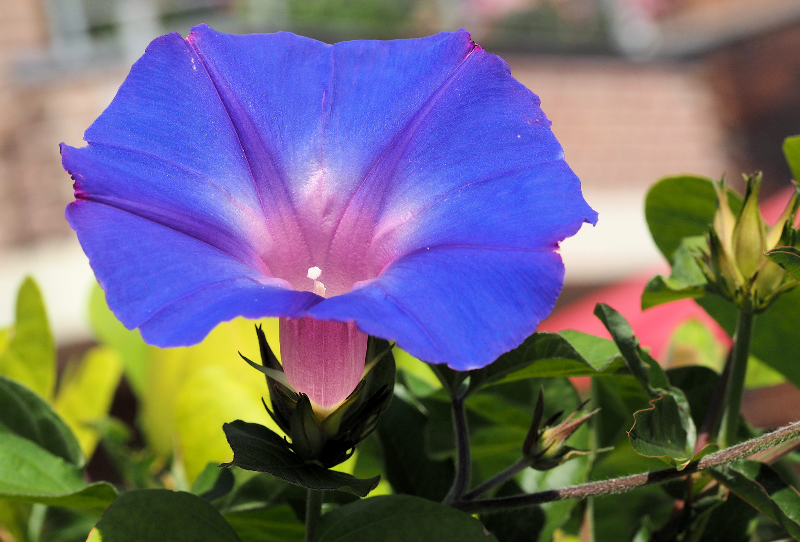 Blue Monday in Blütenform …