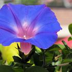 Blue Monday in Blütenform …