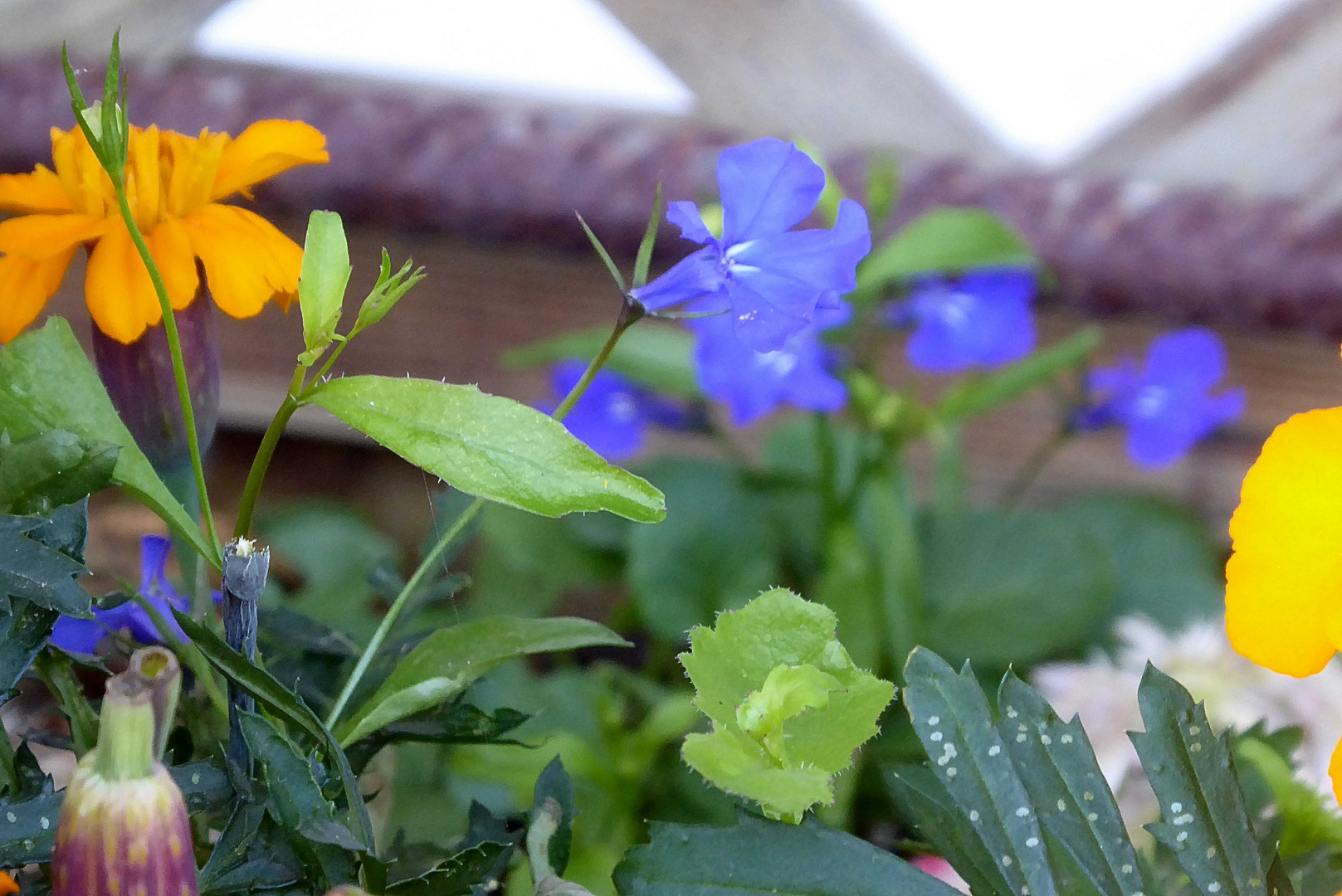 Blue Monday in meinem Blumenkasten Foto & Bild pflanzen, pilze