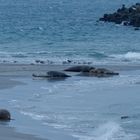 Blue Monday Kegelrobben am Strand