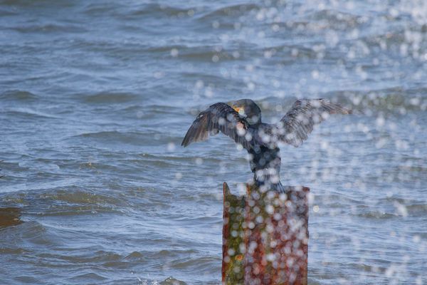 Blue Monday Kormoran
