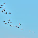 Blue Monday, Kranichflug, crane flight,  vuelo de grua