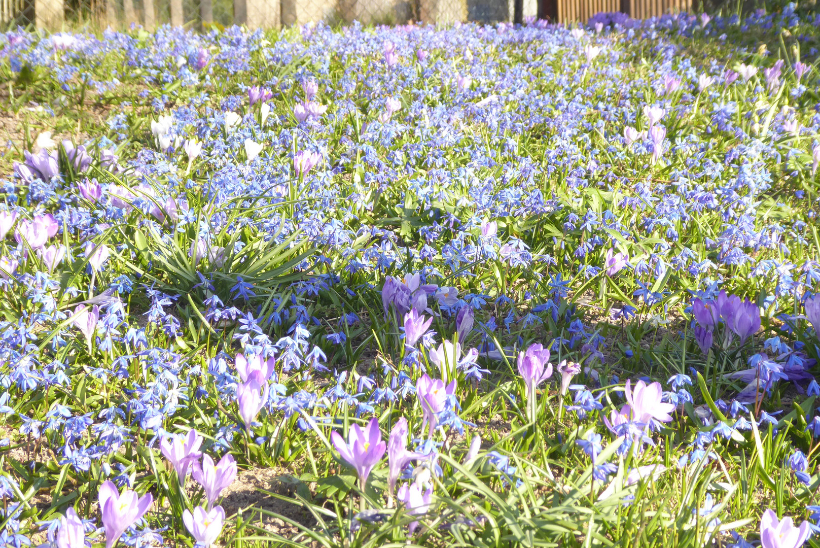 Blue Monday - lauter Blausternchen