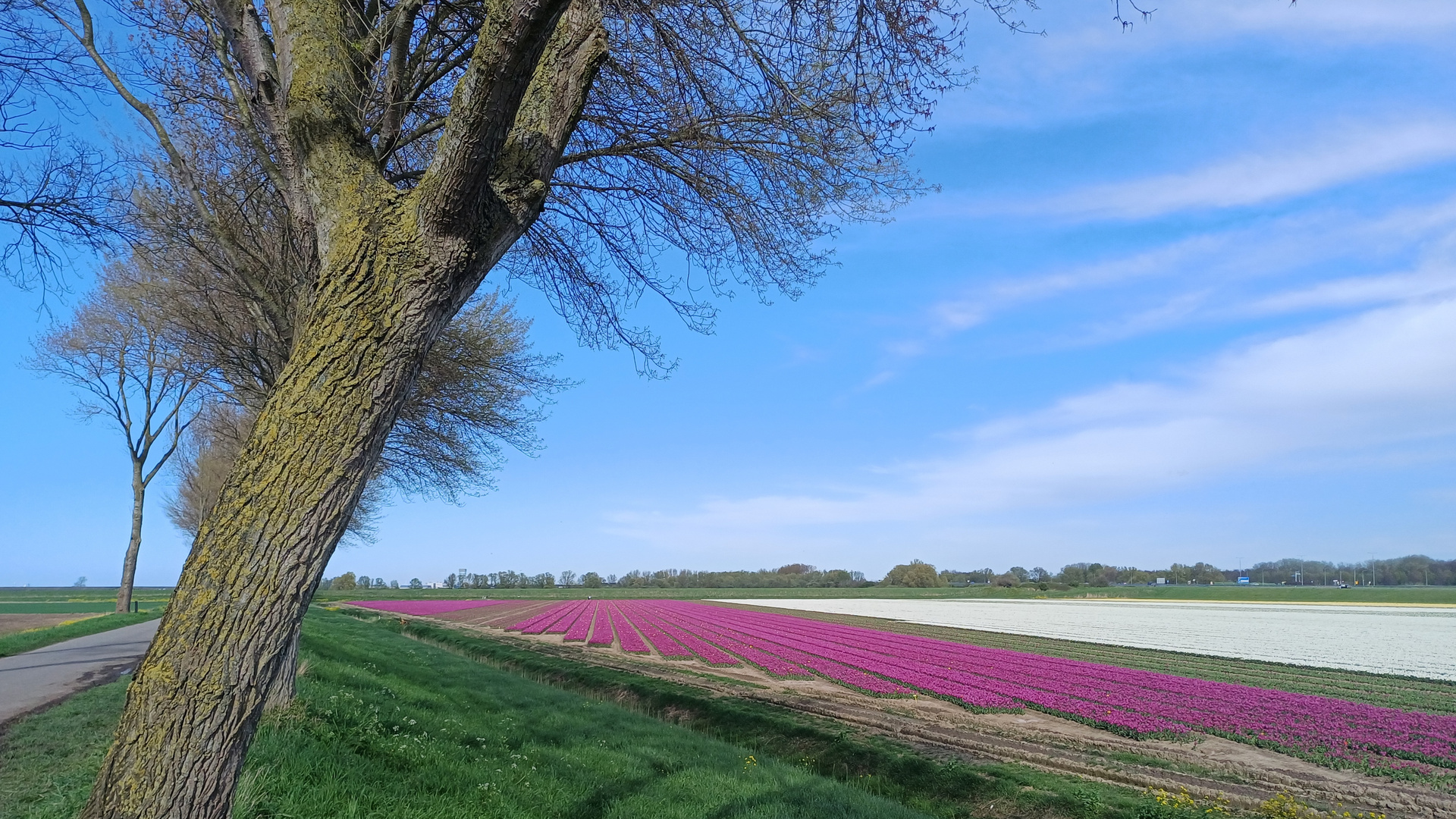 Blue Monday mit Tulpenfelder