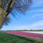 Blue Monday mit Tulpenfelder