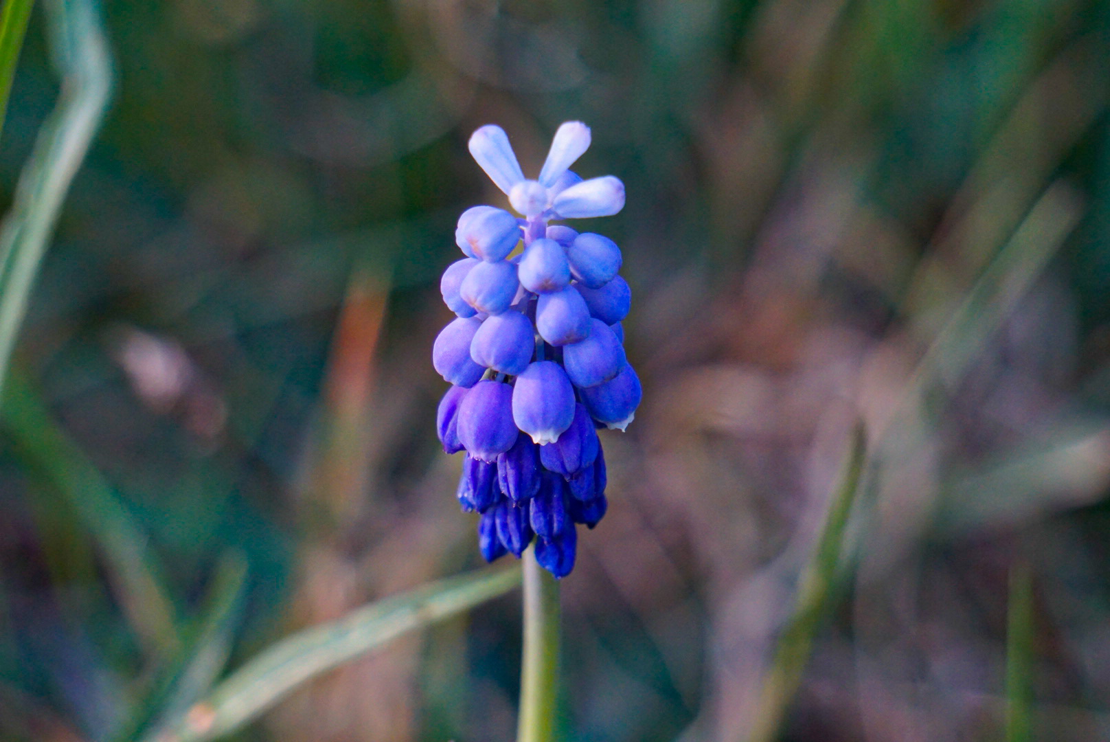 Blue Monday - Rauchfangkehrer…….