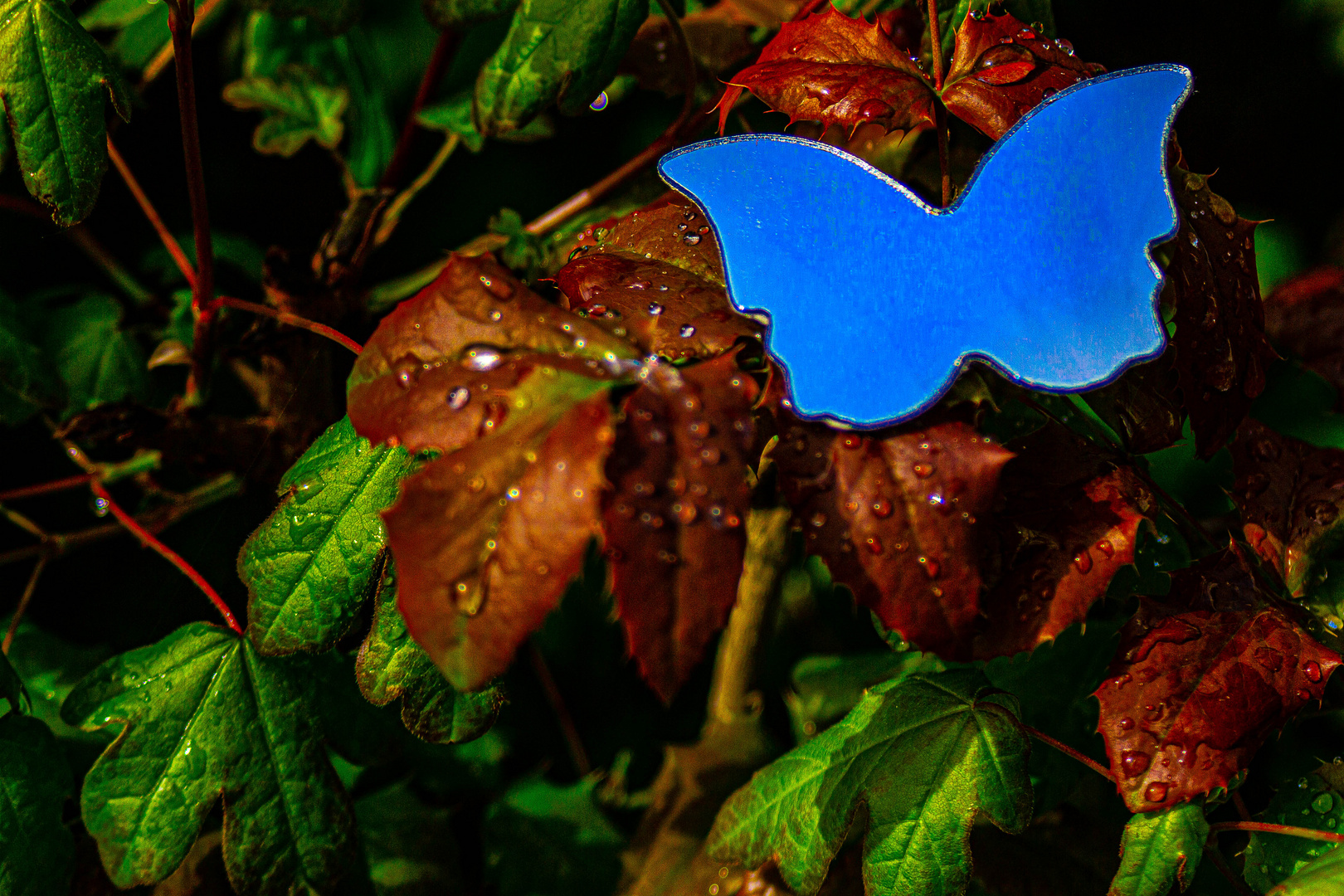 Blue Monday-Schmetterling ...
