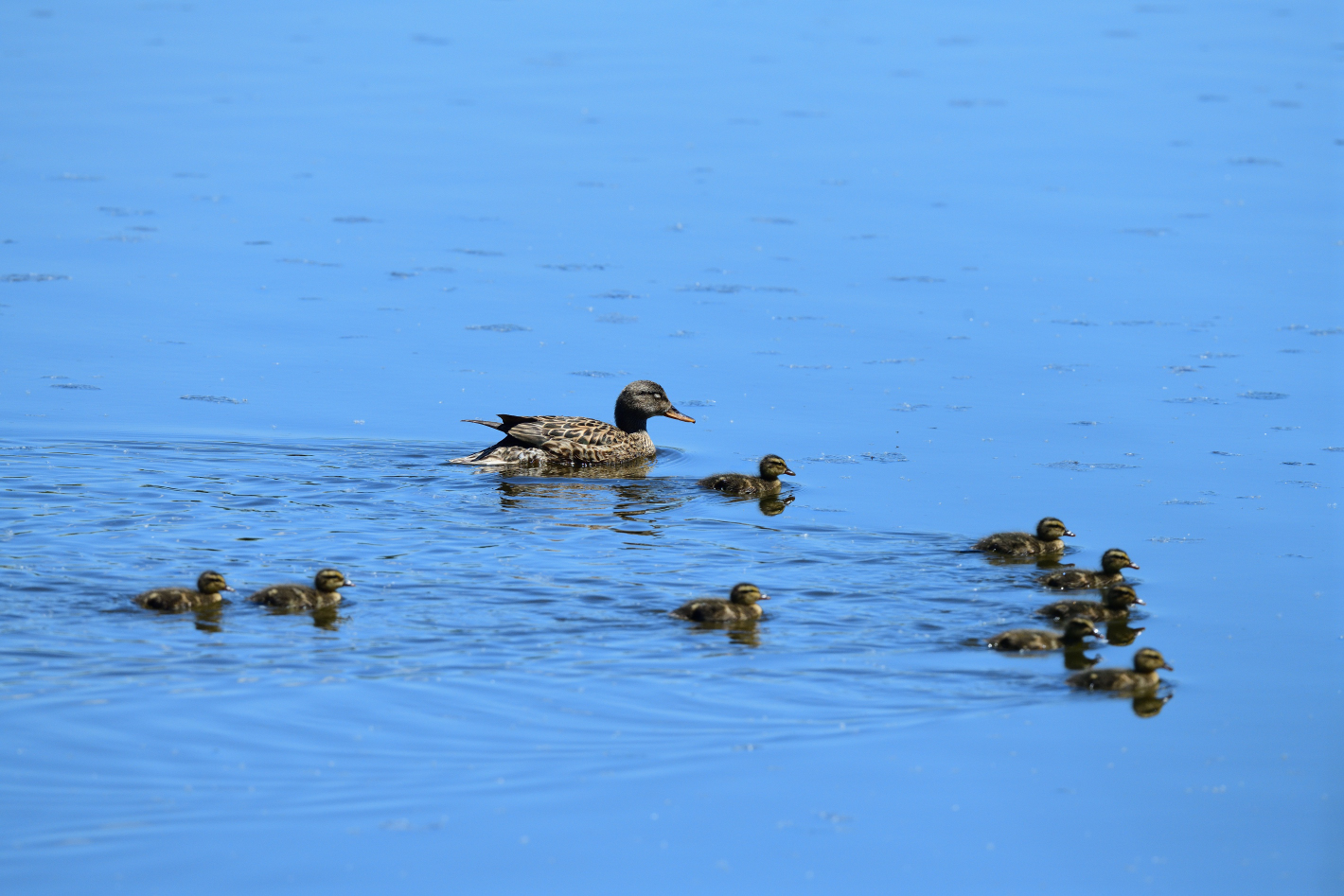 Blue Monday, Schnatterente fem. (Mareca strepera), Gadwall, Ánade friso