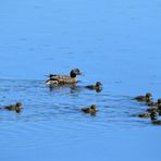 Blue Monday, Schnatterente fem. (Mareca strepera), Gadwall, Ánade friso