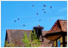 Blue Monday- Tauben am Himmel