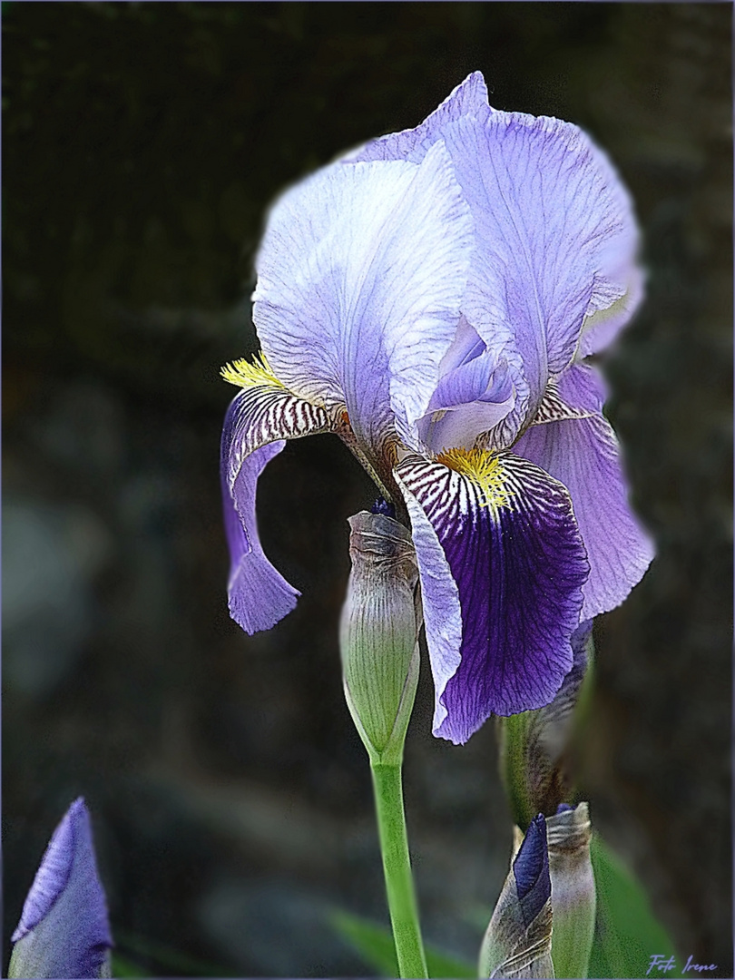 Blue Monday.....die stolze Iris