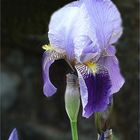 Blue Monday.....die stolze Iris