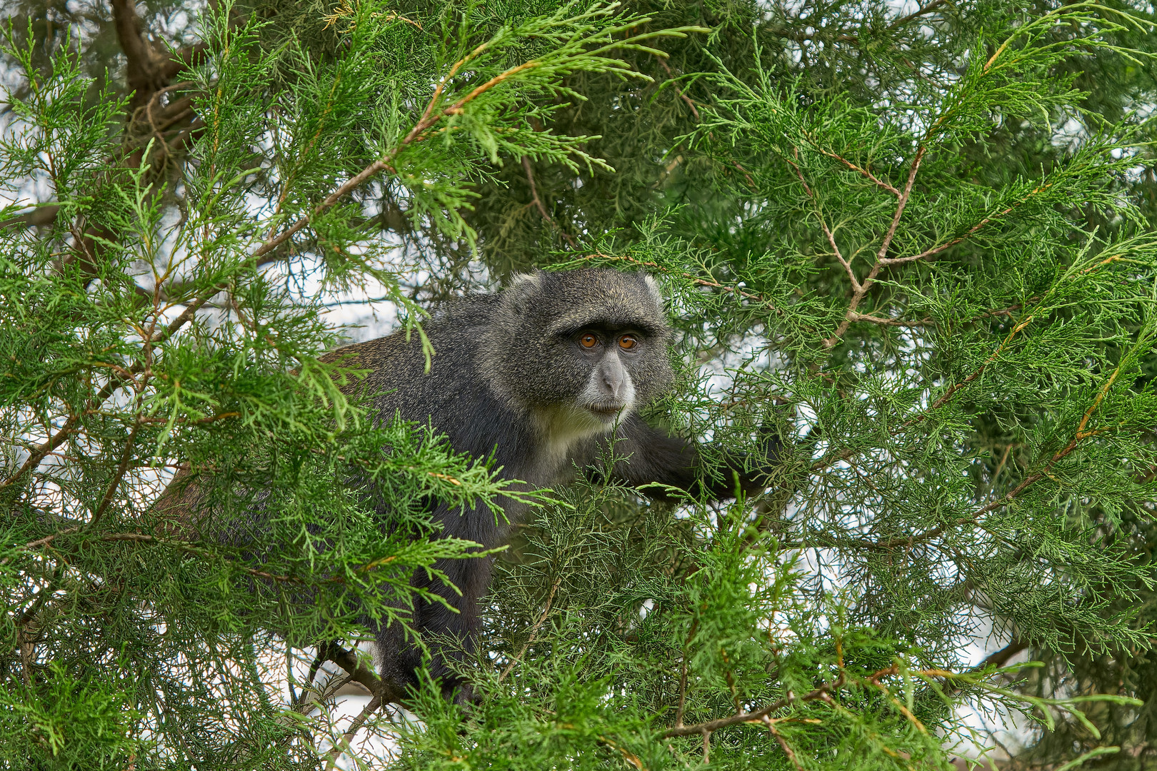 Blue Monkey beobachtet uns