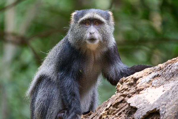 Blue Monkey Portrait