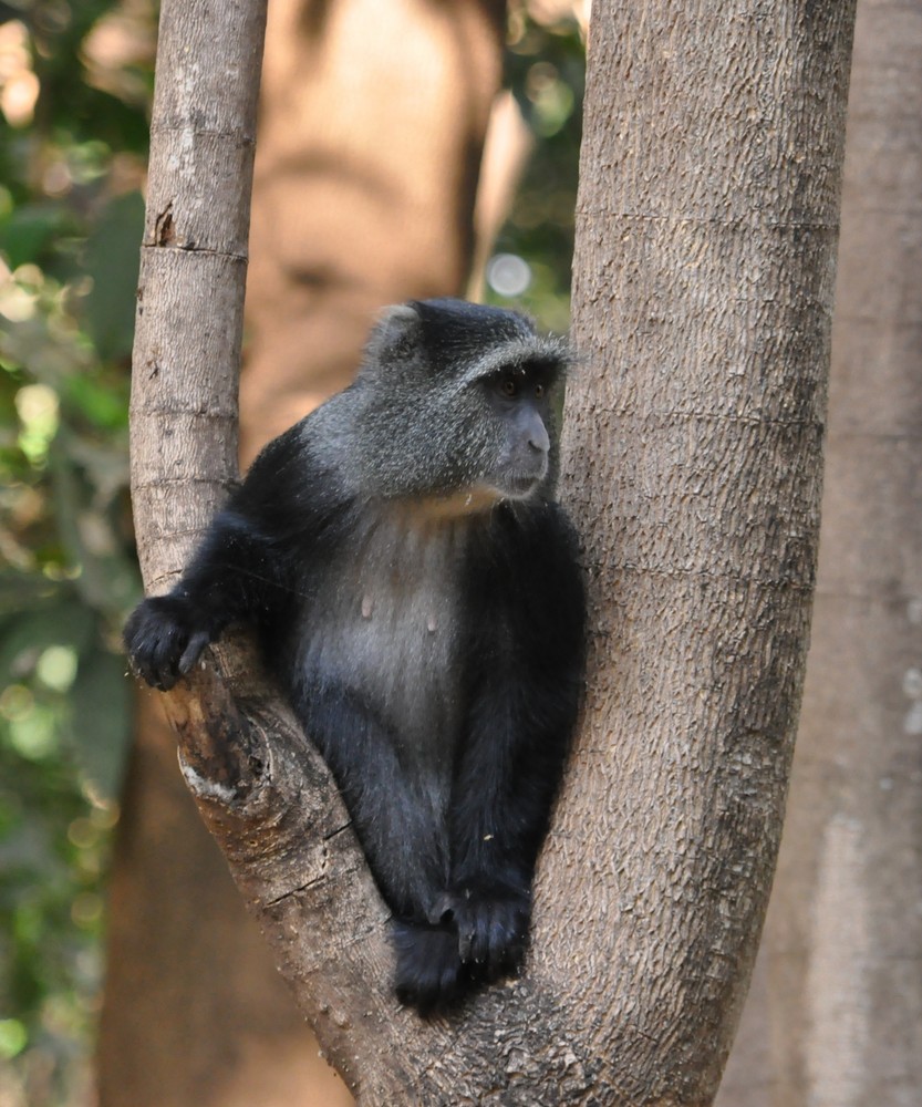 Blue Monkey relaxed