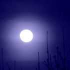 Blue moon