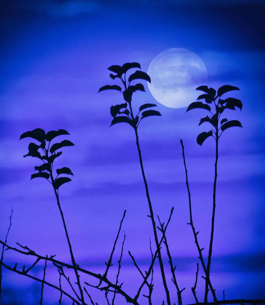 Blue Moon 